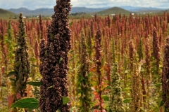 Bolivia - Altiplano - quinoa 12