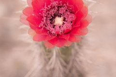 Bolivia - La Paz - cactus bloom 11