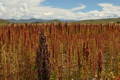 Bolivia - Altiplano - quinoa 13