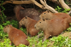 Bolivia - Santa Rosa de Yacuma - capibara 10