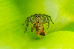 Bolivia - Coroico - spider 22