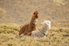 Bolivia - Apolobamba - alpaca 25