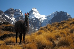 Bolivia - Cordillera Real - Condoriri - lama 28