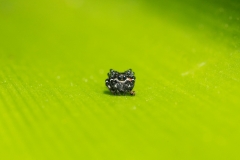 Bolivia - Coroico - spider 21