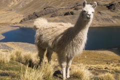 Bolivia - Cordillera Real - Condoriri - lama 29