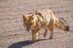 Bolivia - Laguna Honda - Andean fox 38