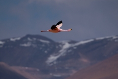 Bolivia - laguna Colorada - flamingo 40