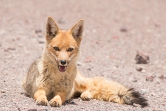 Bolivia - Laguna Honda - Andean fox 39