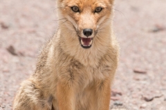 Bolivia - Laguna Honda - Andean fox 37