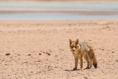 Bolivia - Laguna Honda - Andean fox 36