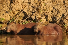 Bolivia - Santa Rosa de Yacuma - capibara 4