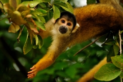 Bolivia - Santa Rosa de Yacuma - monkey 6