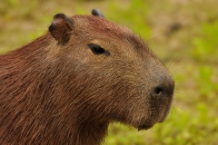 Bolivia - Santa Rosa de Yacuma - capibara 11