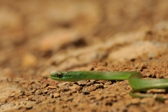 Bolivia - Camino de Oro - snake 27