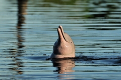 Bolivia - Santa Rosa de Yacuma - bufeo - river dolphin - (Inia geoffrensis boliviensis) 2