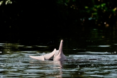 Bolivia - Santa Rosa de Yacuma - bufeo - river dolphin - (Inia geoffrensis boliviensis) 1