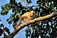Bolivia - Santa Rosa de Yacuma - monkey 8