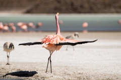 Bolivia - Laguna Hedionda - James flamingo 46