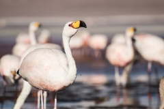 Bolivia - laguna Colorada - flamingo 41