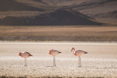 Bolivia - laguna Hedionda - flamingo 49