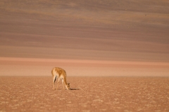 Bolivia - Siloli desert - vicuña 53