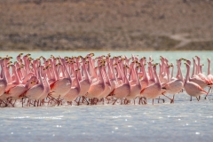 Bolivia - laguna Hedionda - flamingo 48
