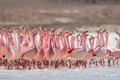 Bolivia - laguna Hedionda - flamingo 47