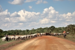 Bolivia - Beni - cattle - road 55