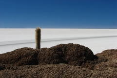 Bolivia - Salar de Uyuni - salt lake - cactus - Isla Incahuasi 33