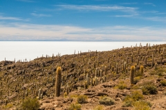 Bolivia - Salar de Uyuni - salt lake - cactus - Isla Incahuasi 36