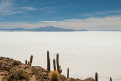 Bolivia - Salar de Uyuni - salt lake - cactus - Isla Incahuasi 37