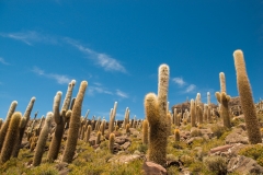 Bolivia - Salar de Uyuni - salt lake - cactus - Isla Incahuasi 34