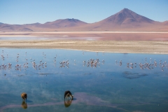 Bolivia - Laguna Colorada 50