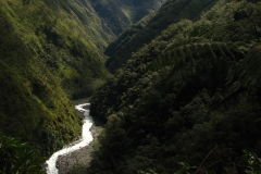 Bolivia - Yungas - valley 19