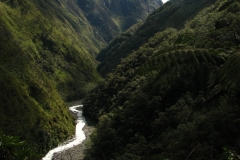 Bolivia - Yungas - valley 20